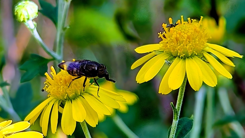 감국꽃의 점박이초록파리 (Stomorhina obsoleta) (부분확대); DISPLAY FULL IMAGE.