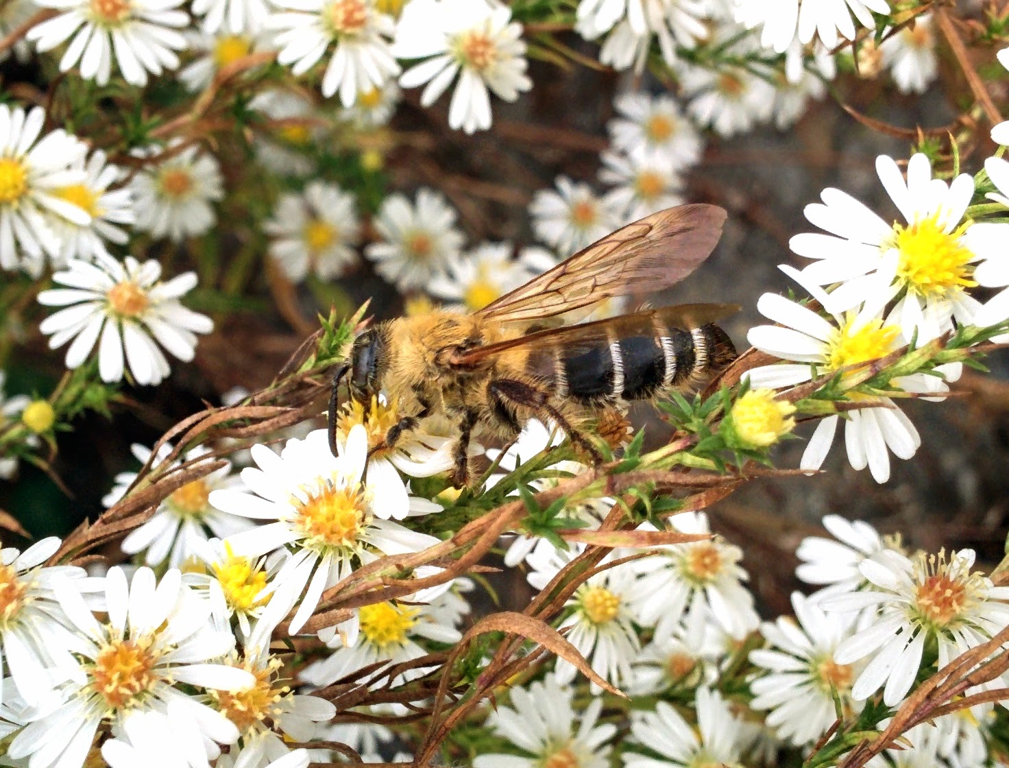 [옛사진] 털보애꽃벌 (Dasypoda japonica) (추정); DISPLAY FULL IMAGE.