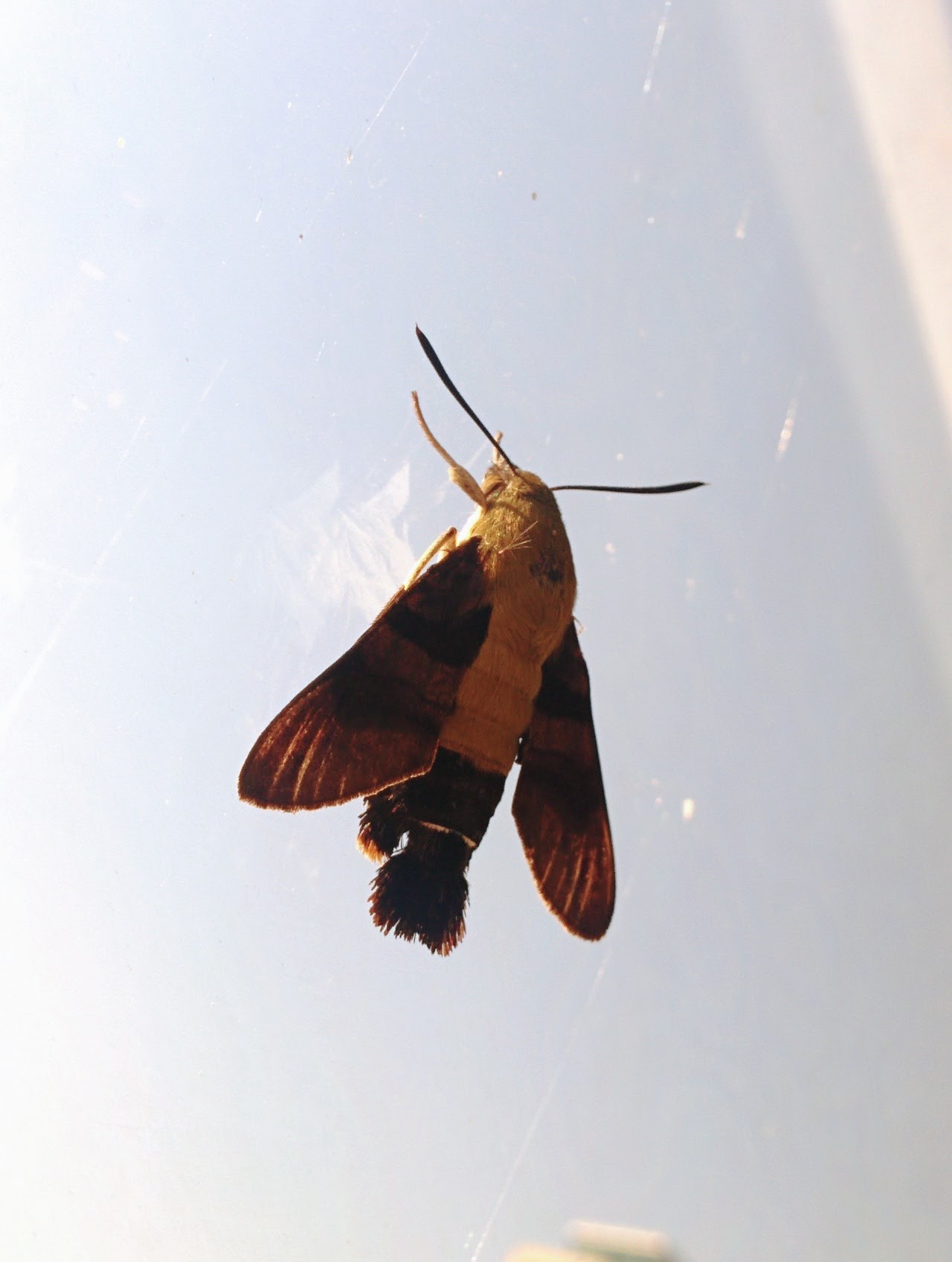 [옛사진] 창문의 작은검은꼬리박각시 (Macroglossum bombylans); DISPLAY FULL IMAGE.