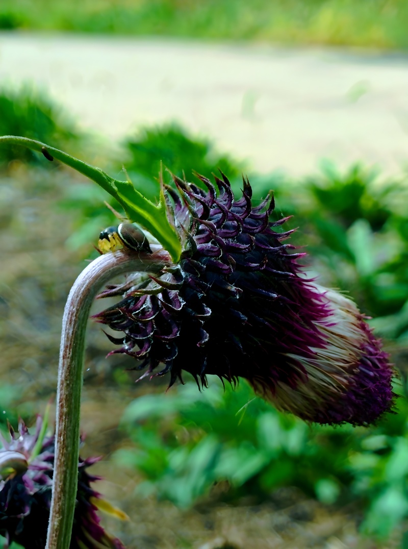 [옛사진] 우수리햇님깡충거미 (Heliophanus ussuricus) (AI확대); DISPLAY FULL IMAGE.
