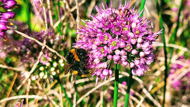 산부추꽃과 호박벌 (Bombus ignitus); DISPLAY FULL IMAGE.