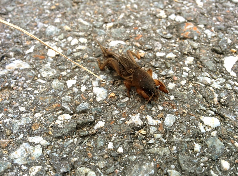 [옛사진] 다리위에서 만난 땅강아지 (Gryllotalpa orientalis); DISPLAY FULL IMAGE.