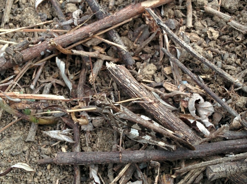 [옛사진] 위장의 천재, 팥중이 (Oedaleus infernalis); DISPLAY FULL IMAGE.