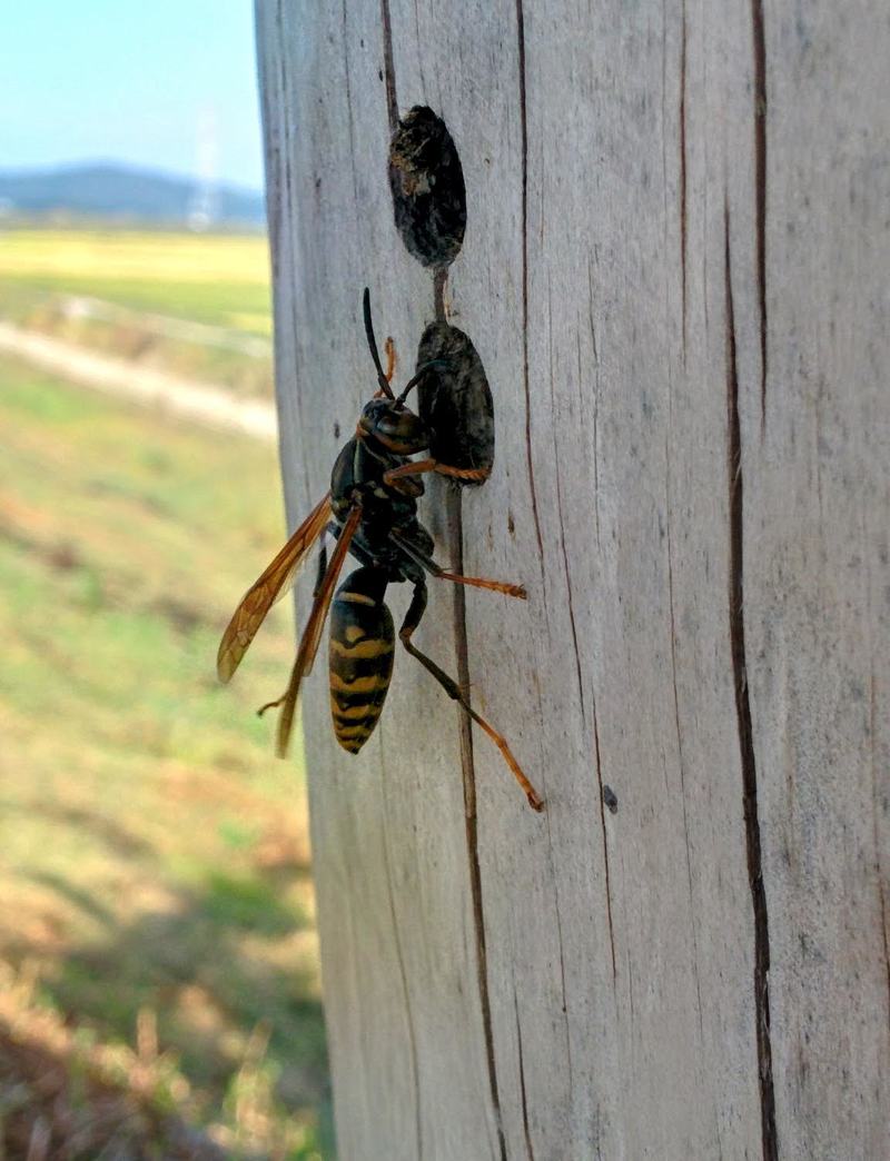 [옛사진] 등검정쌍살벌 (Polistes jokahamae) (추정); DISPLAY FULL IMAGE.