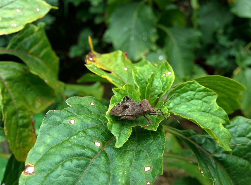 [옛사진] 꽈리잎의 꽈리허리노린재 (Acanthocoris sordidus); DISPLAY FULL IMAGE.