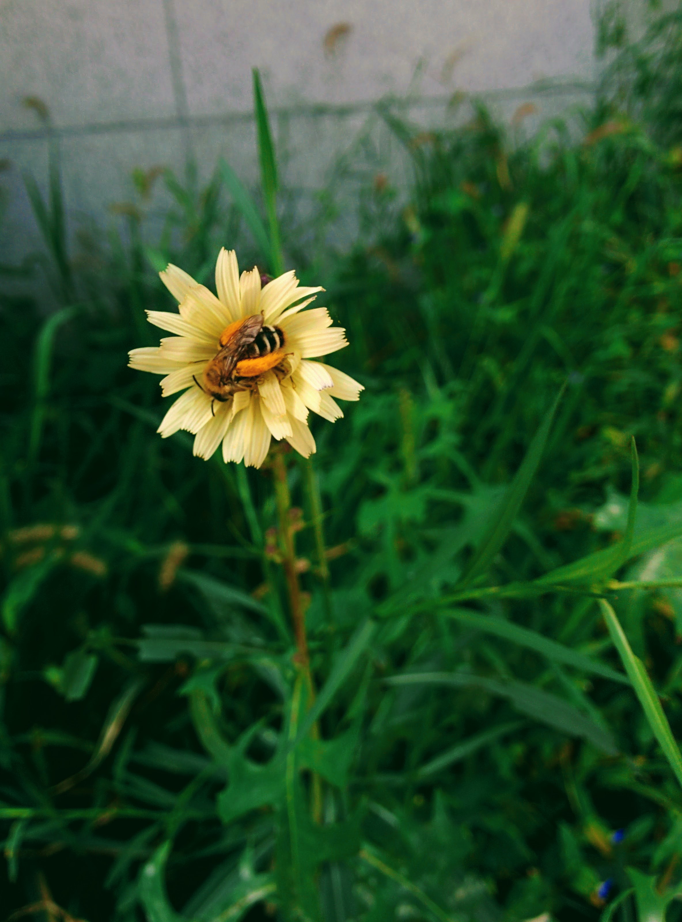 [옛사진] 씀바귀 꽃의 털보애꽃벌 (Dasypoda japonica); DISPLAY FULL IMAGE.