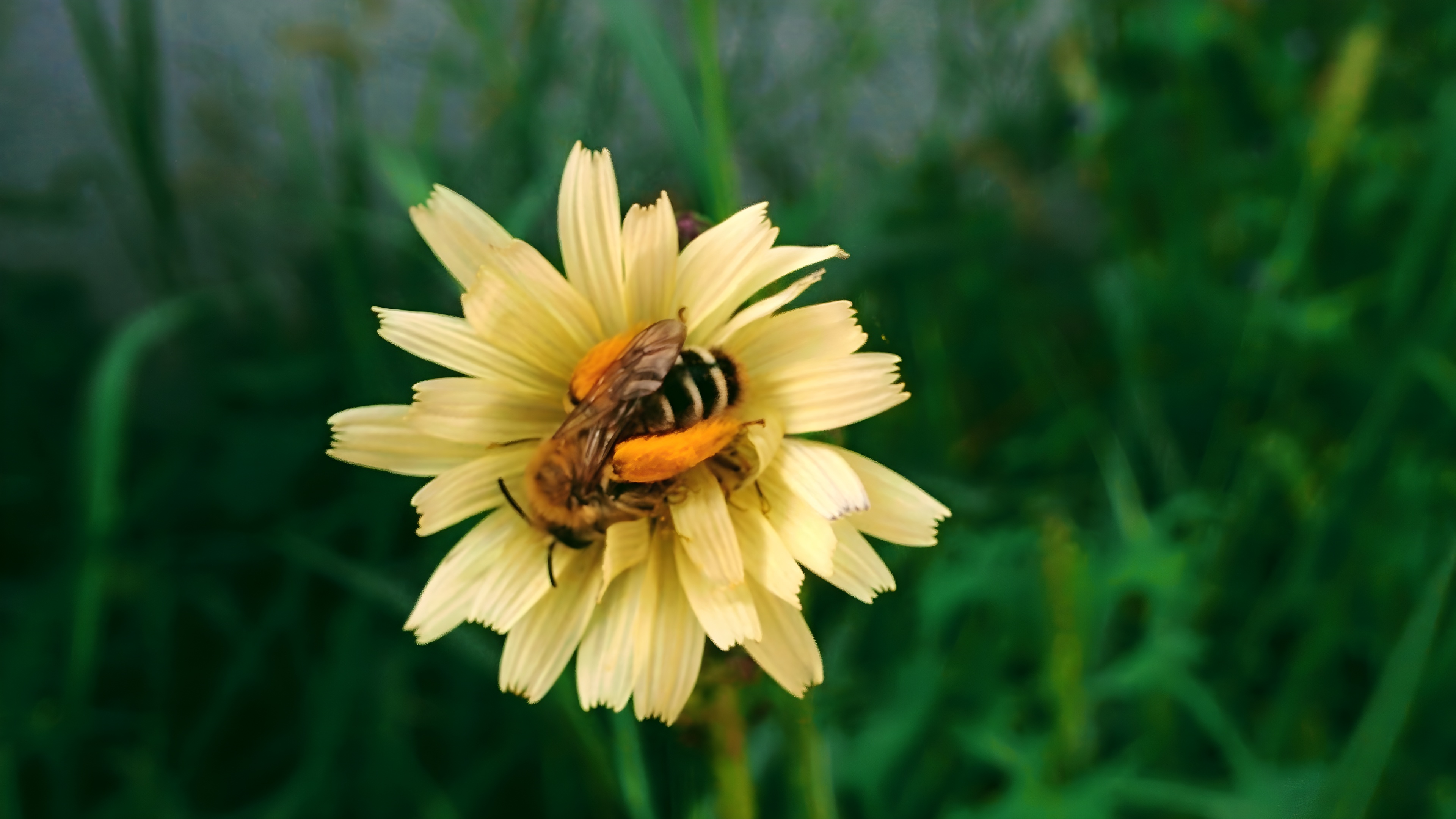 [옛사진] 씀바귀 꽃의 털보애꽃벌 (Dasypoda japonica) (부분확대); DISPLAY FULL IMAGE.