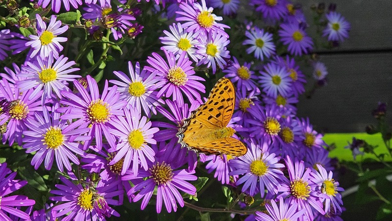 개미취꽃의 암끝검은표범나비 (Argyreus hyperbius) 수컷; DISPLAY FULL IMAGE.