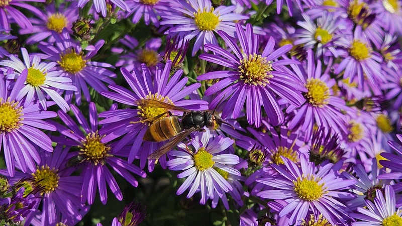 개미취꽃의 등검은말벌 (Vespa velutina); DISPLAY FULL IMAGE.