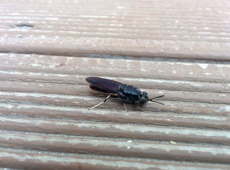 [옛사진] 아메리카동애등에 (Hermetia illucens); DISPLAY FULL IMAGE.