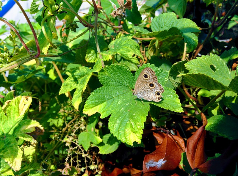 [옛사진] 환삼덩굴의 석물결나비 (Ypthima motschulskyi); DISPLAY FULL IMAGE.