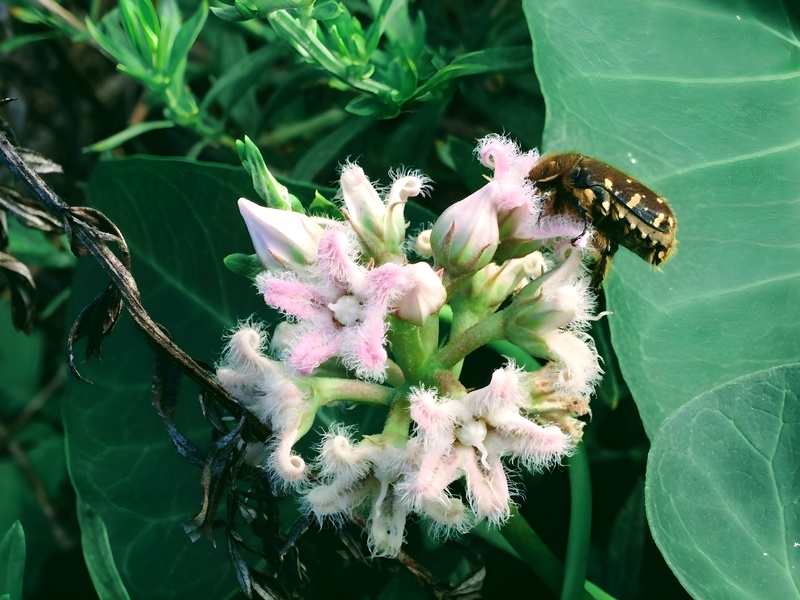[옛사진] 박주가리꽃의 풀색꽃무지 (Gametis jucunda); DISPLAY FULL IMAGE.