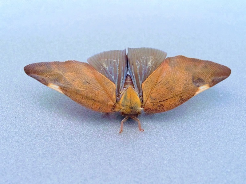 [옛사진] 갈색날개매미충 (Pochazia shantungensis); DISPLAY FULL IMAGE.