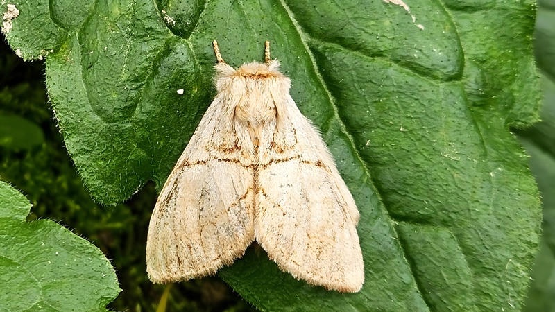 덤불재주나방 (Phalerodonta bombycina) (부분확대); DISPLAY FULL IMAGE.