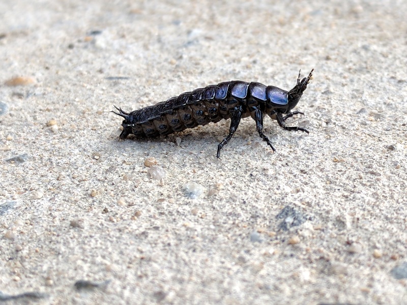 [옛사진] 홍단딱정벌레 (Coptolabrus smaragdinus) 애벌레; DISPLAY FULL IMAGE.