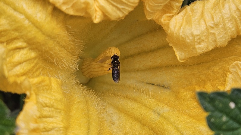 호박꽃의 검정넓적꽃등에 (Betasyrphus serarius) (추정); DISPLAY FULL IMAGE.