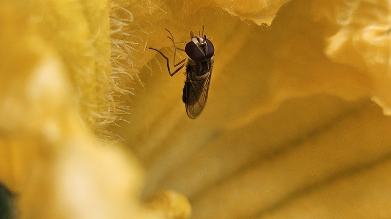 호박꽃의 검정넓적꽃등에 (Betasyrphus serarius) (추정); DISPLAY FULL IMAGE.