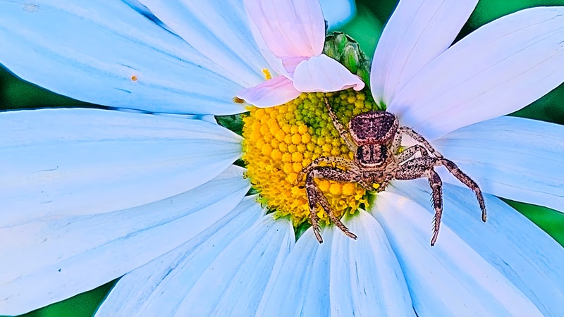 구절초꽃의 대륙게거미 (Xysticus ephippiatus) (부분확대); DISPLAY FULL IMAGE.