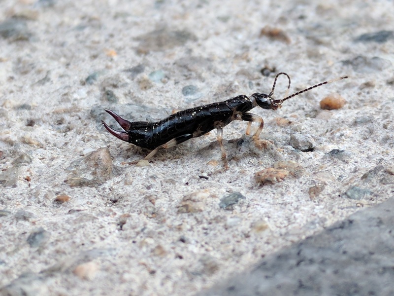 [옛사진] 애흰수염집게벌레 (Euborellia annulipes); DISPLAY FULL IMAGE.