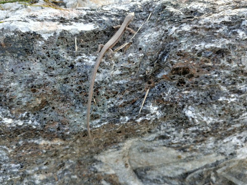 [옛사진] 줄장지뱀 (Takydromus wolteri); DISPLAY FULL IMAGE.