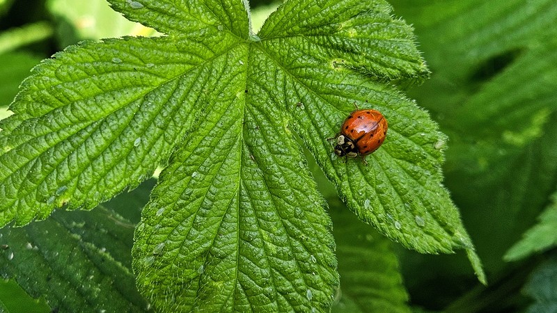 환삼덩굴 잎의 무당벌레 (Harmonia axyridis); DISPLAY FULL IMAGE.