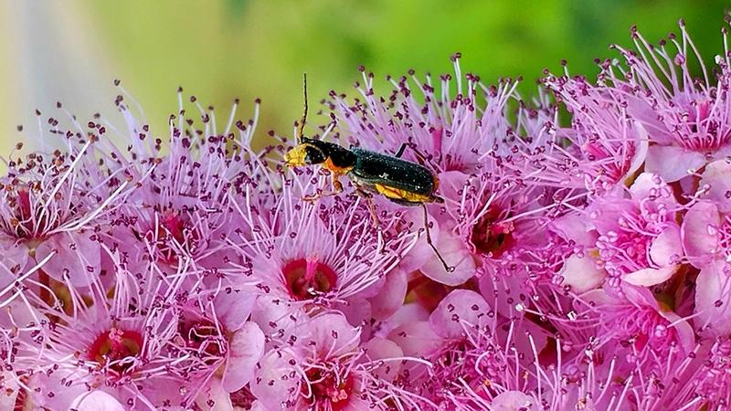 [옛사진] 꼬리조팝나무 꽃의 노랑무늬의병벌레 (Malachius prolongatus) (추정); DISPLAY FULL IMAGE.