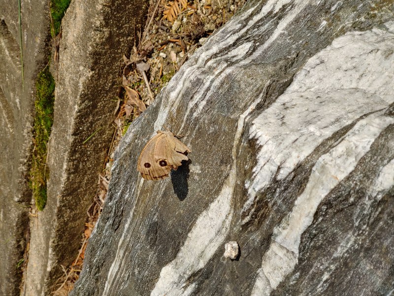 [옛사진] 굴뚝나비 (Minois dryas); DISPLAY FULL IMAGE.