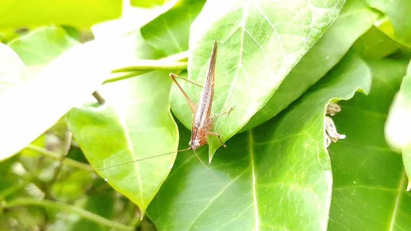 [옛사진] 점박이쌕쌔기 (Conocephalus maculatus); DISPLAY FULL IMAGE.