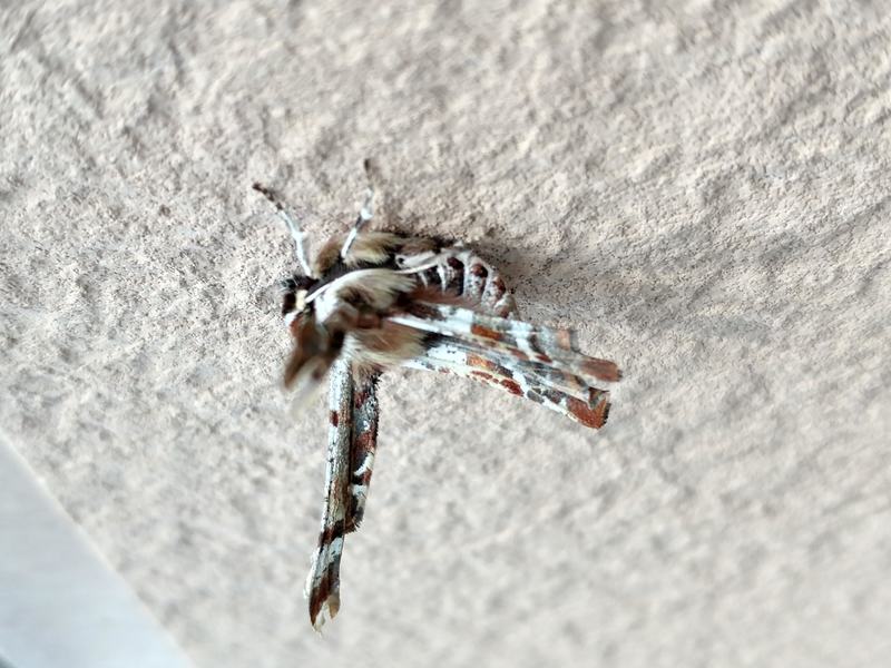 [옛사진] 가시가지나방 (Apochima juglansiaria); DISPLAY FULL IMAGE.