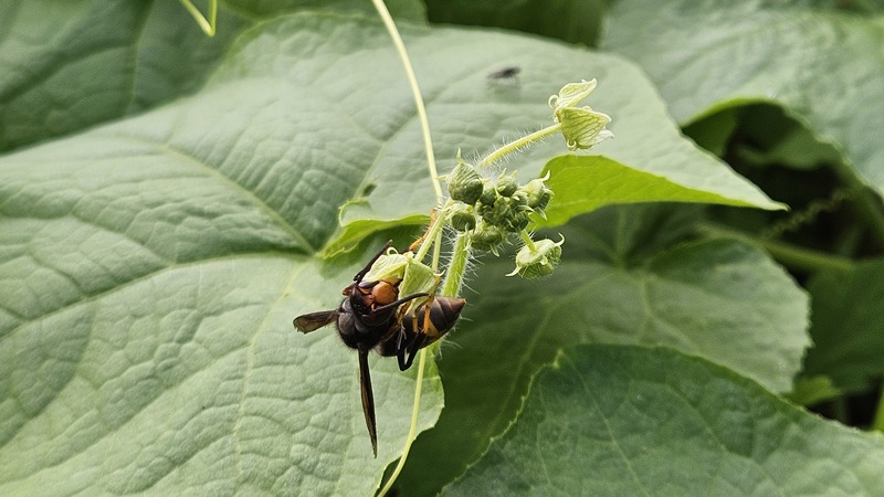 가시박꽃의 등검은말벌 (Vespa velutina); DISPLAY FULL IMAGE.