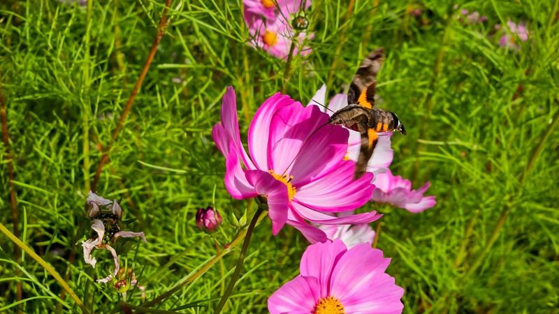 코스모스꽃의 벌꼬리박각시 (Macroglossum pyrrhostictum); DISPLAY FULL IMAGE.