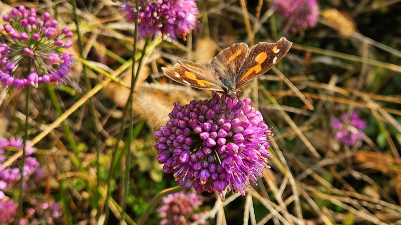 산부추꽃의 뿔나비 (Libythea lepita); DISPLAY FULL IMAGE.