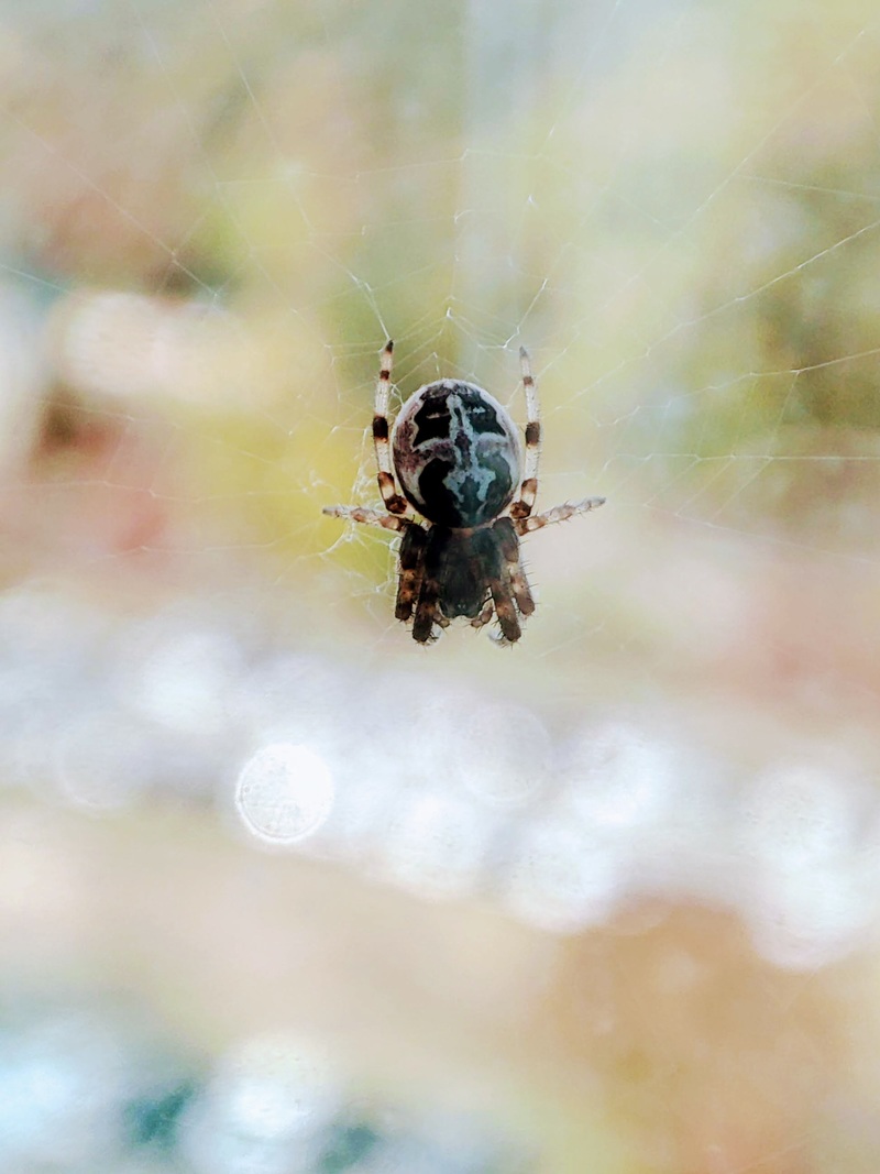 [옛사진] 기생왕거미 (Larinioides cornutus); DISPLAY FULL IMAGE.