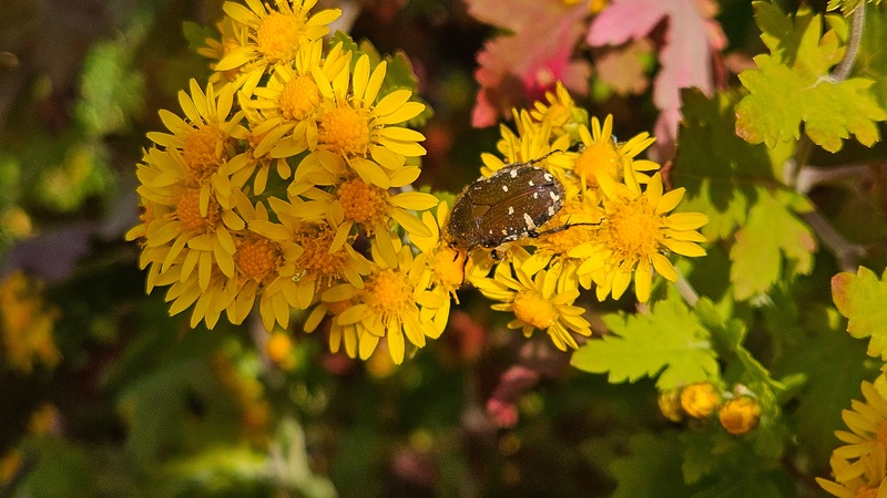 감국꽃의 풀색꽃무지 (Gametis jucunda); DISPLAY FULL IMAGE.
