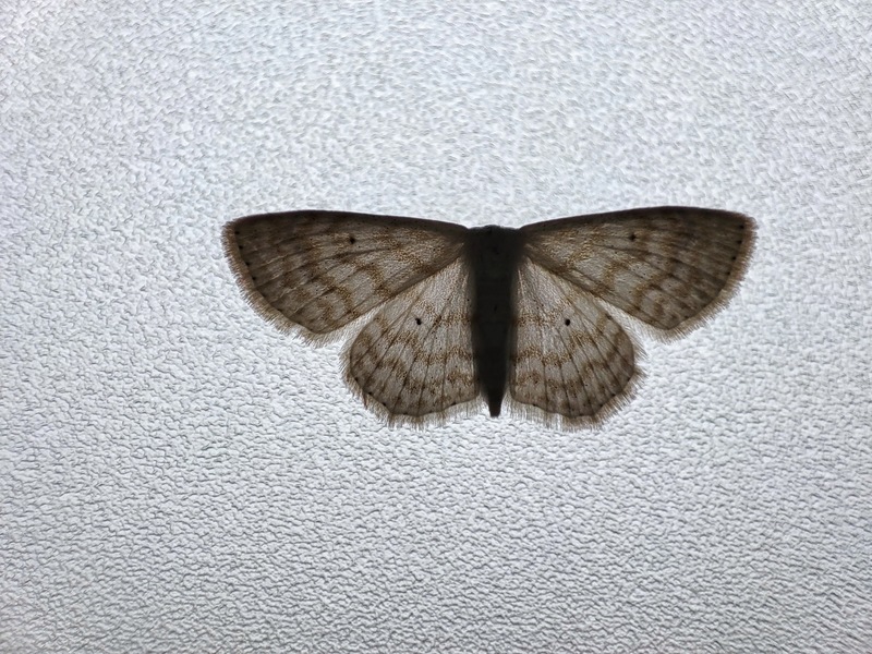 [옛사진] 물결큰애기자나방 (Scopula floslactata); DISPLAY FULL IMAGE.