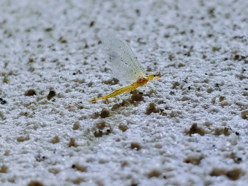 [옛사진] 동양하루살이 (Ephemera orientalis); DISPLAY FULL IMAGE.