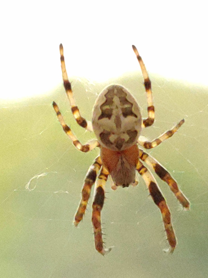 [옛사진] 기생왕거미 (Larinioides cornutus); DISPLAY FULL IMAGE.