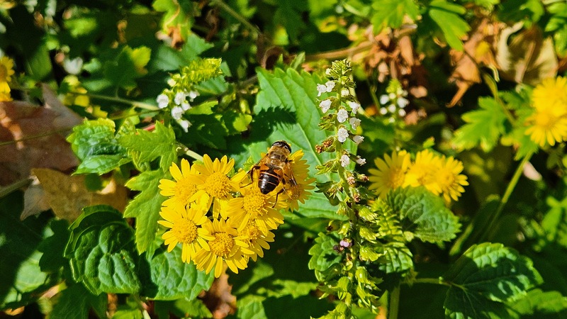 산국 꽃의 꽃등에 (Eristalis tenax); DISPLAY FULL IMAGE.
