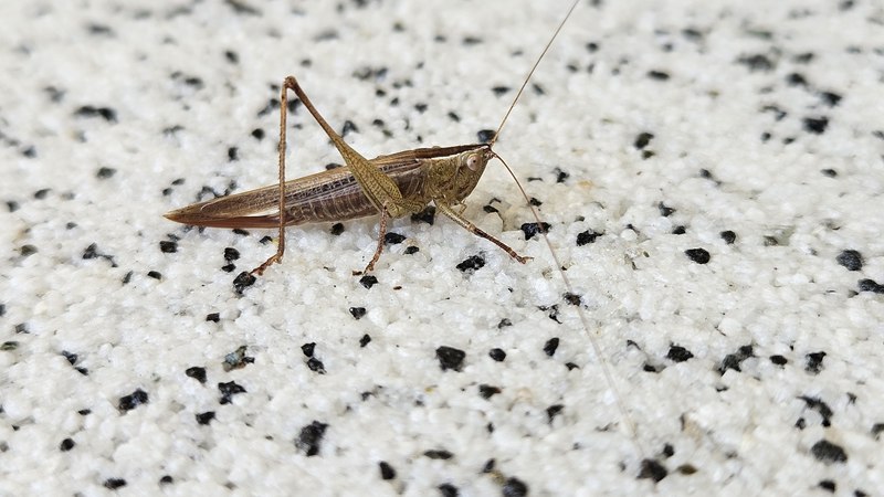 건물벽에서 쉬는 쌕쌔기 (Conocephalus chinensis); DISPLAY FULL IMAGE.