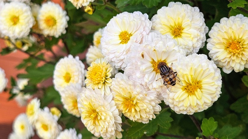 국화꽃과 오줄루리꽃등에 (Eristalinus quinquestriatus); DISPLAY FULL IMAGE.