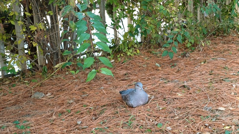 길가의 멧비둘기 (Streptopelia orientalis); DISPLAY FULL IMAGE.