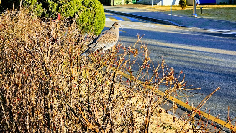 화살나무 열매를 먹으러 온 멧비둘기 (Streptopelia orientalis); DISPLAY FULL IMAGE.