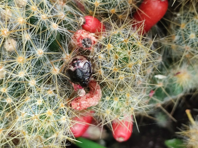 선인장의 애기노린재 (Rubiconia intermedia) 약충; DISPLAY FULL IMAGE.