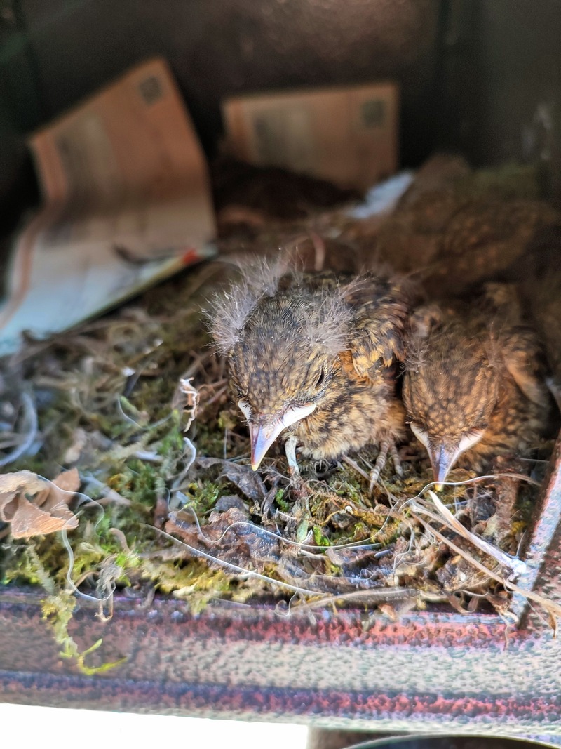 우체통 둥지의 새끼 딱새 (Phoenicurus auroreus); DISPLAY FULL IMAGE.