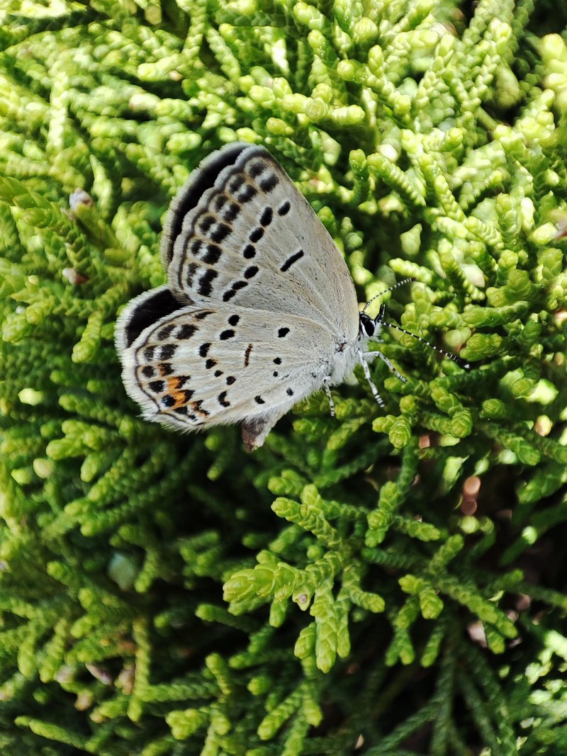 향나무에서 쉬는 먹부전나비 (Tongeia fischeri); DISPLAY FULL IMAGE.