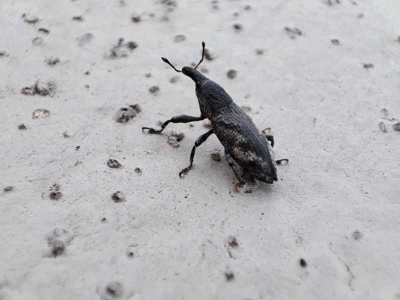 흰띠길쭉바구미 (Lixus acutipennis) (추정); DISPLAY FULL IMAGE.