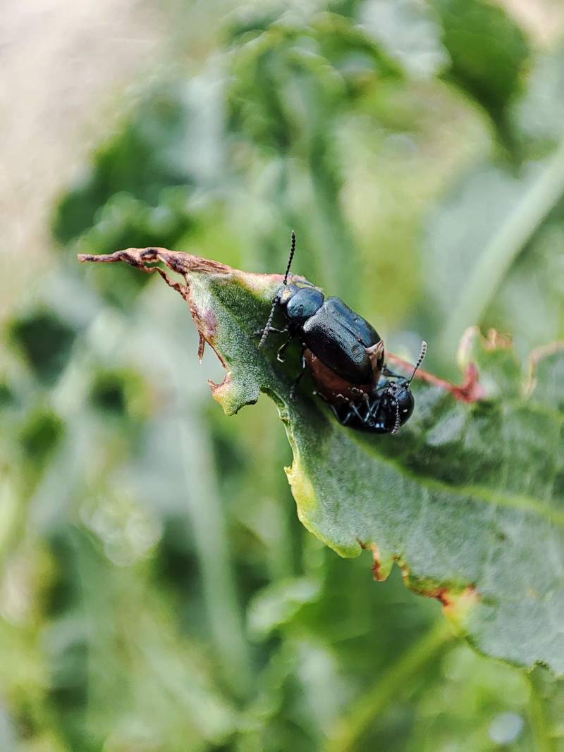 소리쟁이 잎의 좀남색잎벌레 (Gastrophysa atrocyanea) 한쌍; DISPLAY FULL IMAGE.