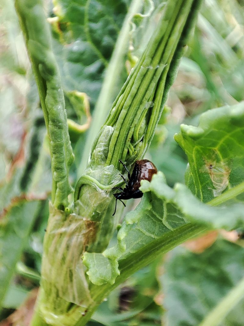 소리쟁이 잎의 좀남색잎벌레 (Gastrophysa atrocyanea); DISPLAY FULL IMAGE.