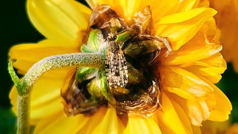 산알락좀과실파리 (Campiglossa deserta); DISPLAY FULL IMAGE.