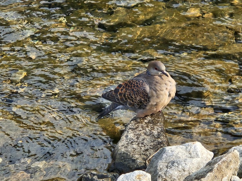 갓 목욕을 마친 멧비둘기 (Streptopelia orientalis); DISPLAY FULL IMAGE.